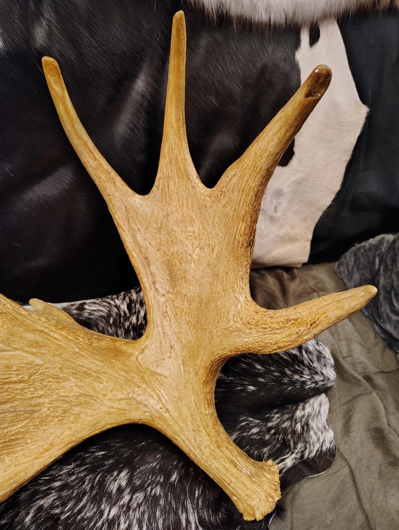 May include: A large, light brown moose antler with multiple points. The antler is resting on a black and white cowhide.