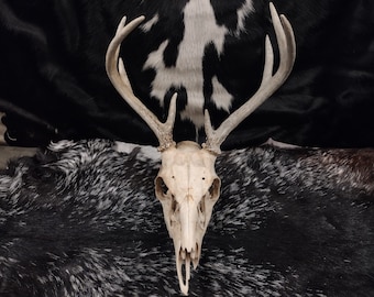 Whitetail Deer Skull With Antlers