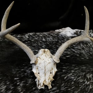 Partial Skull With Antlers