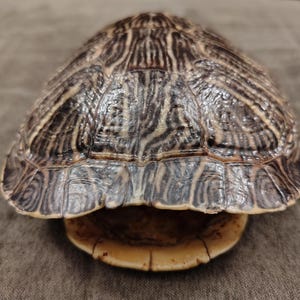 May include: A turtle shell with a brown and tan pattern. The shell's top is dark brown with lighter brown and tan stripes. The bottom of the shell is a light tan color. The shell is on a brown surface.