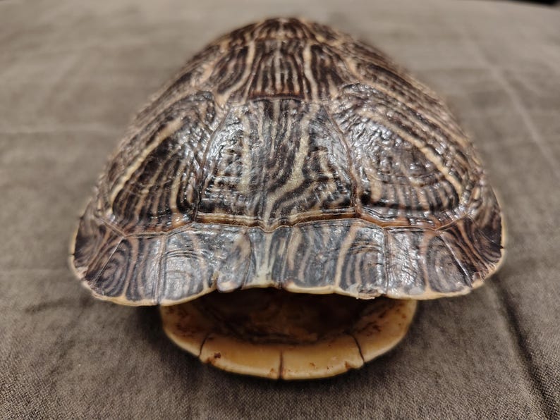 May include: A turtle shell with a brown and tan pattern. The shell's top is dark brown with lighter brown and tan stripes. The bottom of the shell is a light tan color. The shell is on a brown surface.