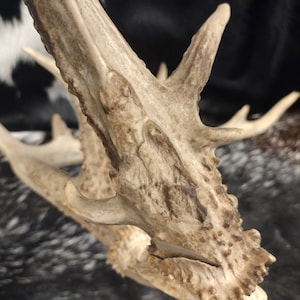 12 Point Deer Rack 12 Point Deer Antlers - Broken - Etsy