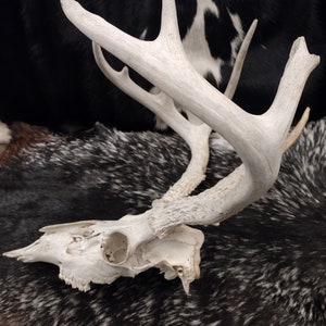 Whitetail Deer Skull With Antlers image 9