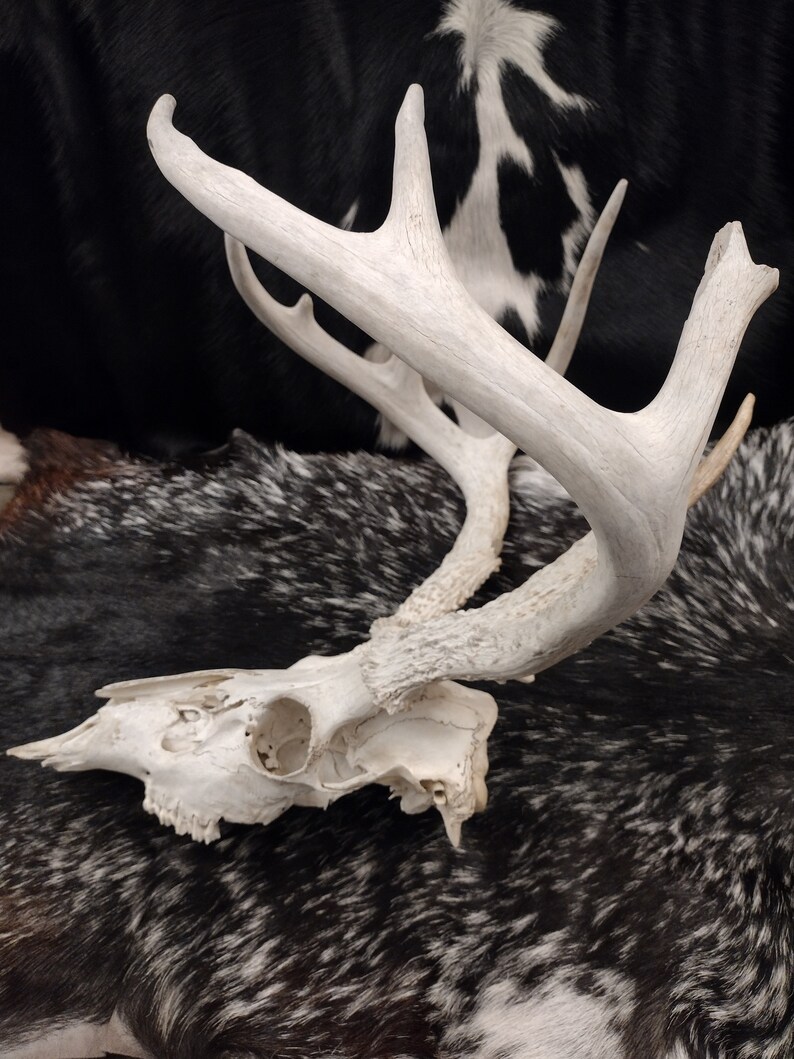 Whitetail Deer Skull With Antlers image 9