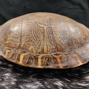 May include: A turtle shell featuring a domed shape with a smooth, hard surface. The shell displays a complex pattern of dark brown and tan markings, with distinct scutes forming a symmetrical, layered design across the entire exterior.