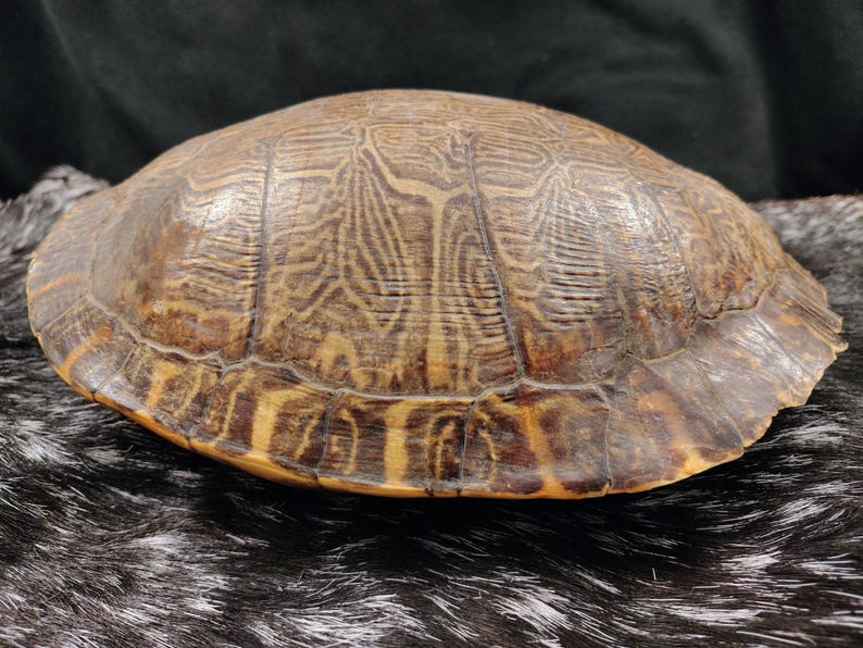 May include: A turtle shell featuring a domed shape with a smooth, hard surface. The shell displays a complex pattern of dark brown and tan markings, with distinct scutes forming a symmetrical, layered design across the entire exterior.