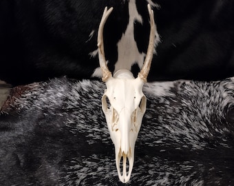 May include: White deer skull with antlers mounted on a black and white cowhide rug.