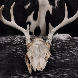 Partial Skull With Antlers