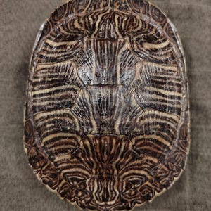 May include: Close-up of a turtle shell, showcasing a detailed pattern of brown and cream-colored stripes and swirls. The shell's surface has a textured appearance, with a natural, organic design. The shell is oval-shaped, with a symmetrical arrangement of the markings.