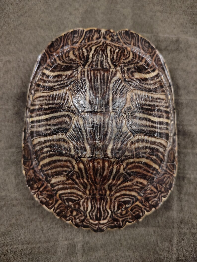 May include: Close-up of a turtle shell, showcasing a detailed pattern of brown and cream-colored stripes and swirls. The shell's surface has a textured appearance, with a natural, organic design. The shell is oval-shaped, with a symmetrical arrangement of the markings.