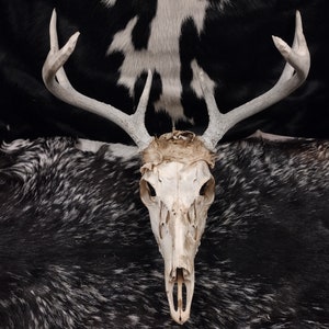 Whitetail Deer Skull With Antlers image 1