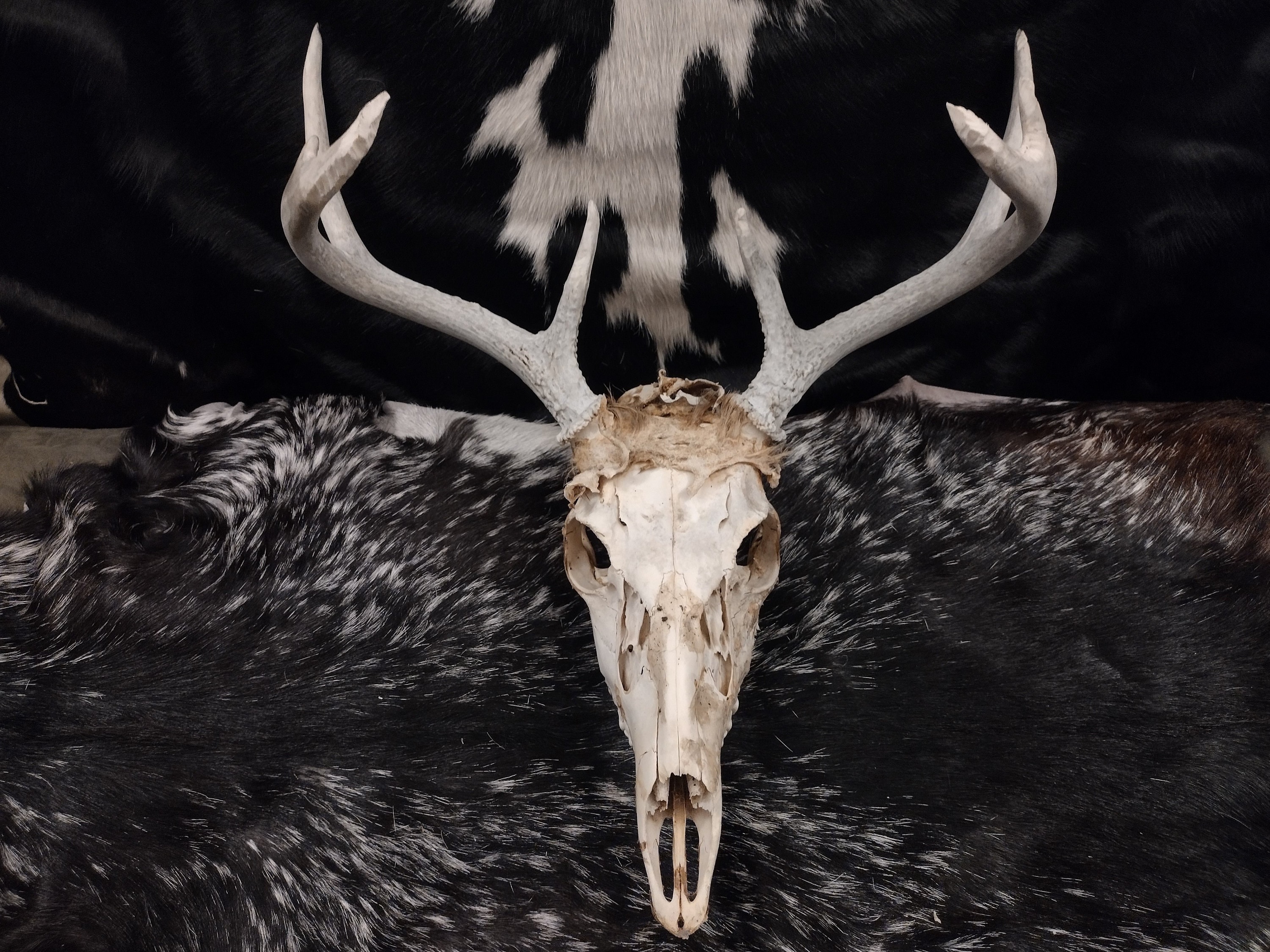 P*u様 蝦夷鹿hunting trophy （deer skull） P*u様 蝦夷鹿hunting trophy （deer skull） P*u様 蝦夷鹿