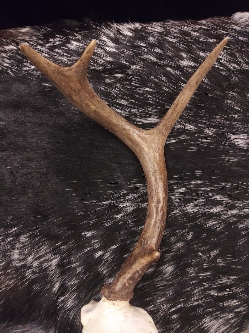 8 Point Deer Antlers