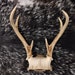 see more listings in the 5-7 Point Deer Antlers section