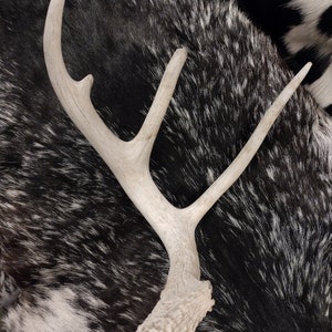 Whitetail Deer Skull With Antlers image 6