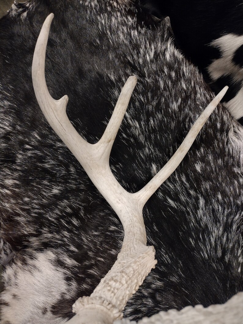Whitetail Deer Skull With Antlers image 6