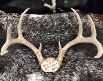 8 Point Deer Antlers