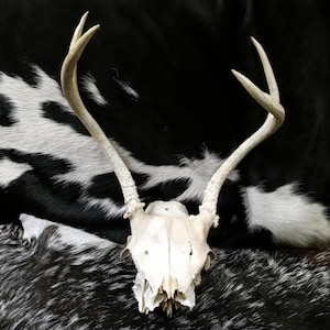 Partial Skull With Antlers