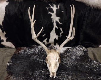 Mule Deer Skull With Antlers