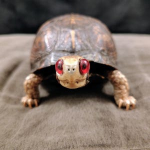 May include: A box turtle with a dark brown, patterned shell and a light-colored head featuring prominent, bright red eyes. The turtle is positioned facing forward, displaying its textured skin on its front legs and claws while standing.