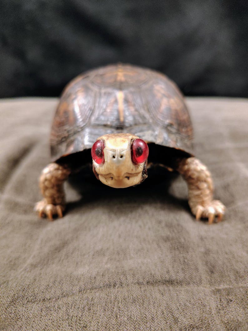 May include: A box turtle with a dark brown, patterned shell and a light-colored head featuring prominent, bright red eyes. The turtle is positioned facing forward, displaying its textured skin on its front legs and claws while standing.
