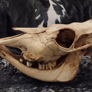 Cow Skull With Jaw Craft Grade image 3