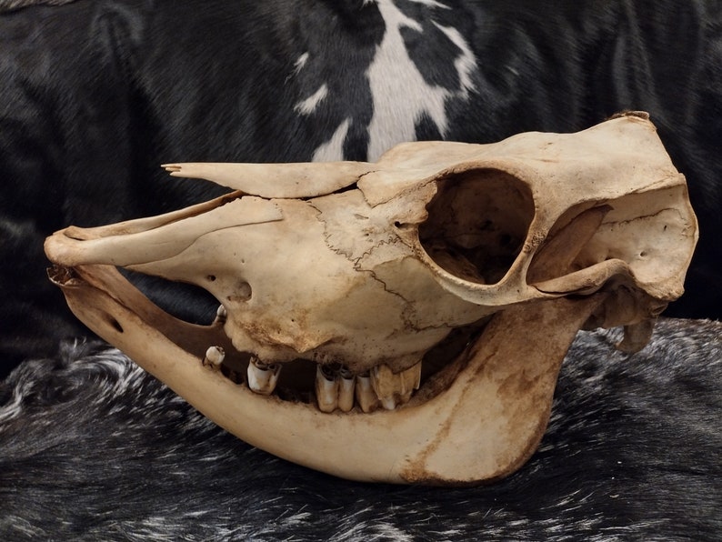 Cow Skull With Jaw Craft Grade image 3