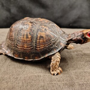 May include: A box turtle with a high-domed, dark brown shell featuring intricate, lighter brown concentric patterns. The turtle has textured, tan-colored skin on its legs and head, and distinct, bright red eyes positioned on the sides of its head.