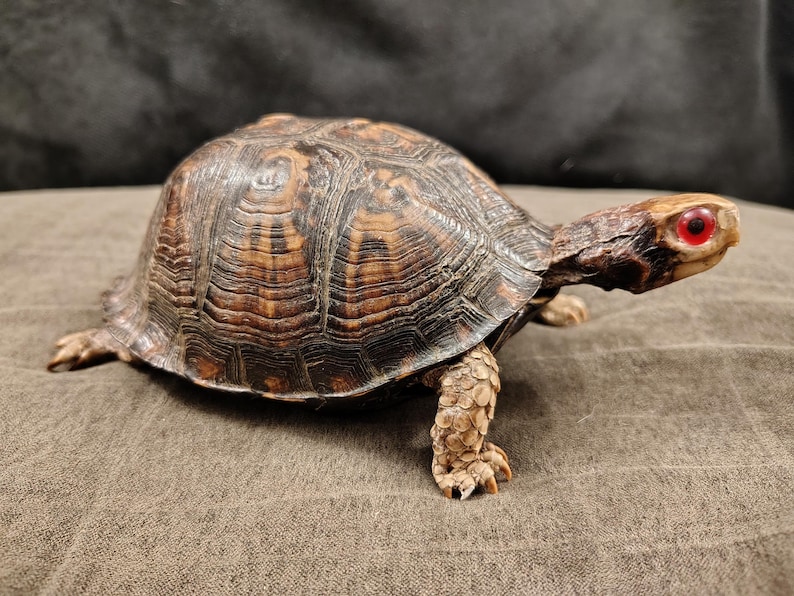 May include: A box turtle with a high-domed, dark brown shell featuring intricate, lighter brown concentric patterns. The turtle has textured, tan-colored skin on its legs and head, and distinct, bright red eyes positioned on the sides of its head.