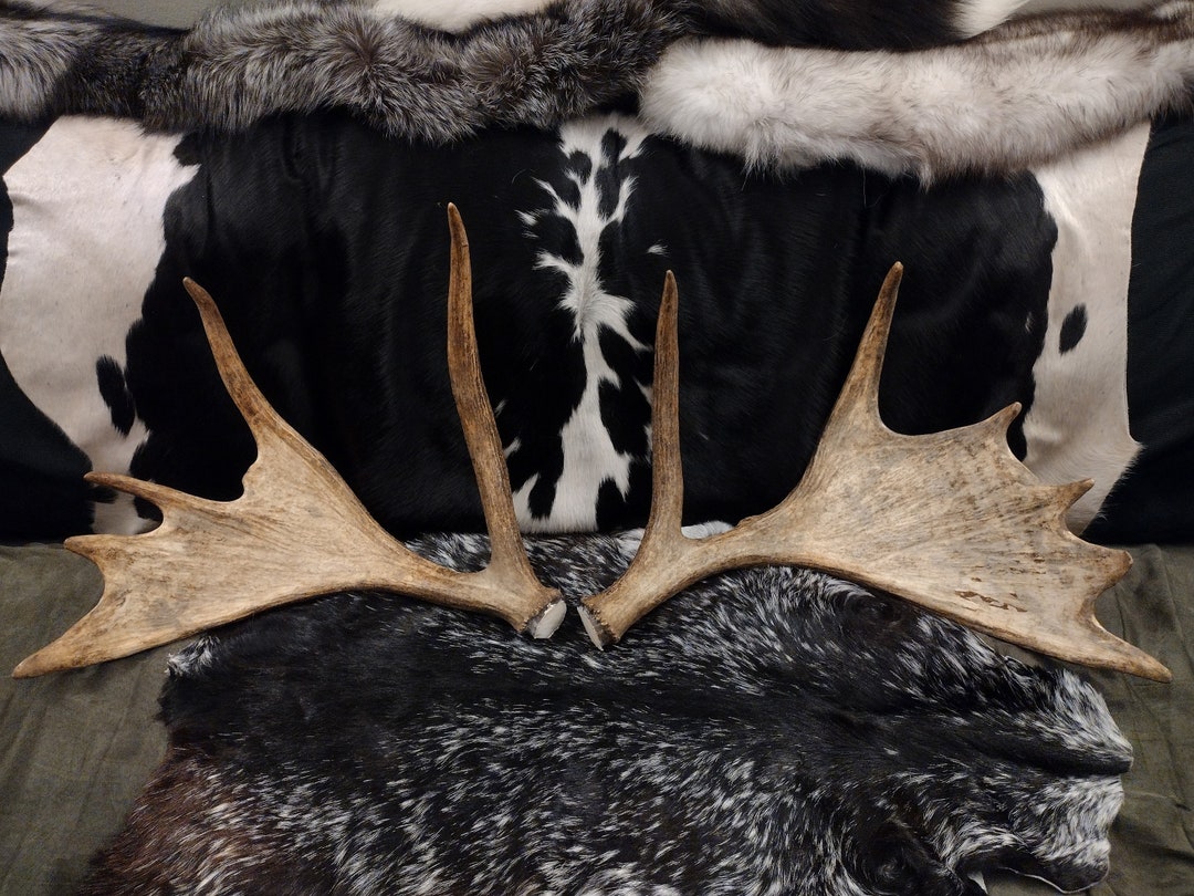 Moose Antlers - Matching Set - Etsy
