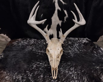 Whitetail Deer Skull With Antlers