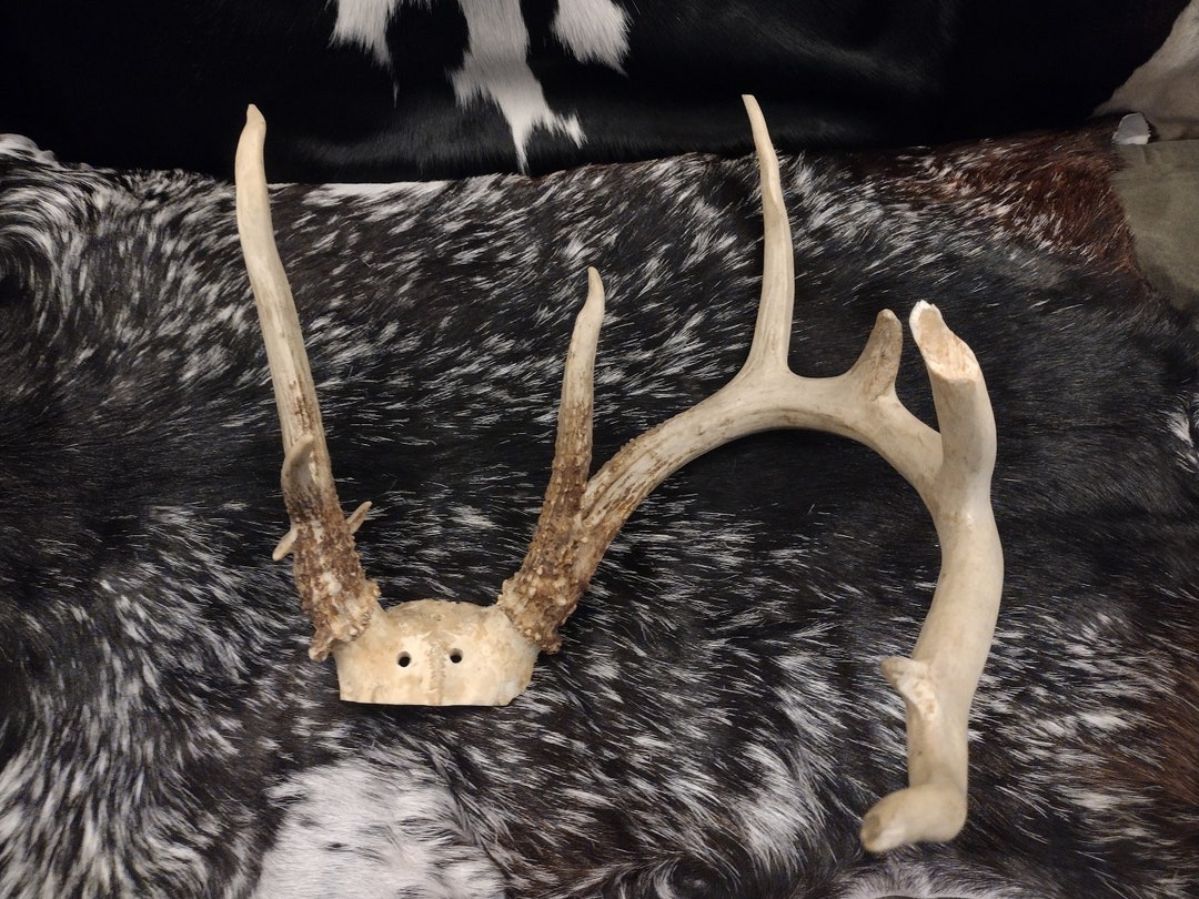 12 Point Deer Rack 12 Point Deer Antlers - Broken - Etsy