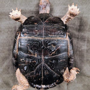 May include: A turtle with a dark brown, textured shell featuring prominent growth rings and a central ridge. The turtle has light tan, scaly limbs with visible claws extended outward, and a small, light-colored head pointing toward the top.