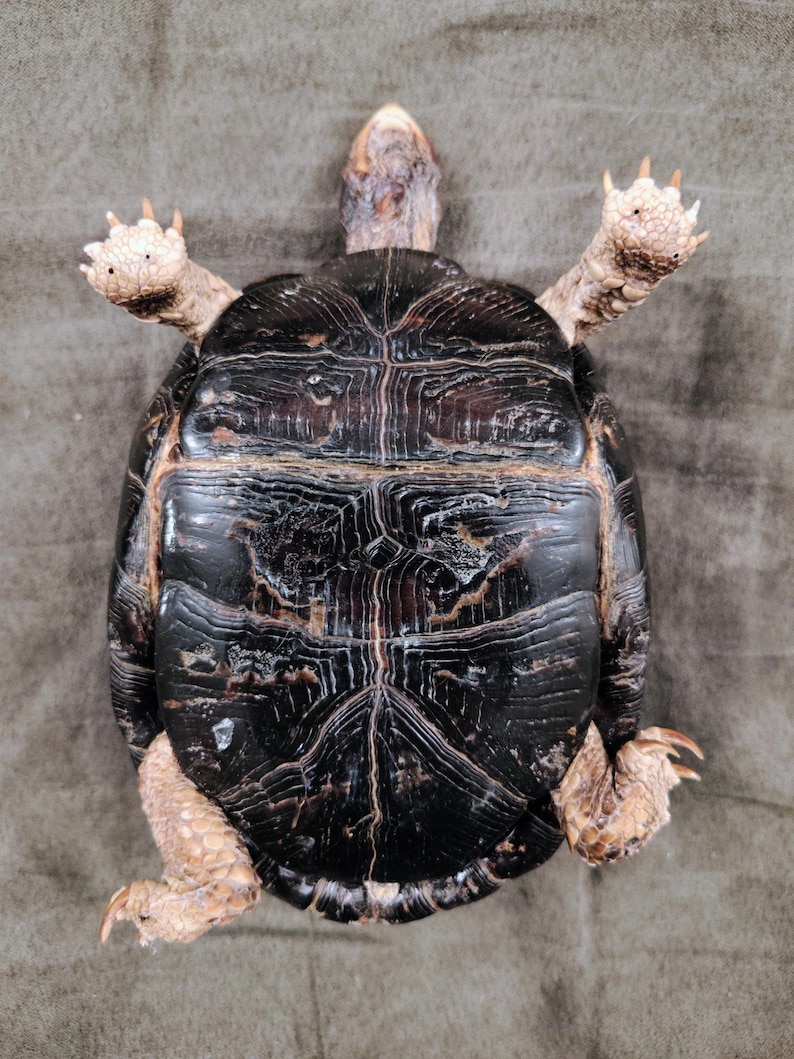 May include: A turtle with a dark brown, textured shell featuring prominent growth rings and a central ridge. The turtle has light tan, scaly limbs with visible claws extended outward, and a small, light-colored head pointing toward the top.