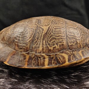 May include: A turtle shell featuring a complex, natural pattern of dark brown and tan lines across its surface. The shell has a smooth, curved dome shape with visible segmented plates and a textured, weathered appearance throughout the exterior.