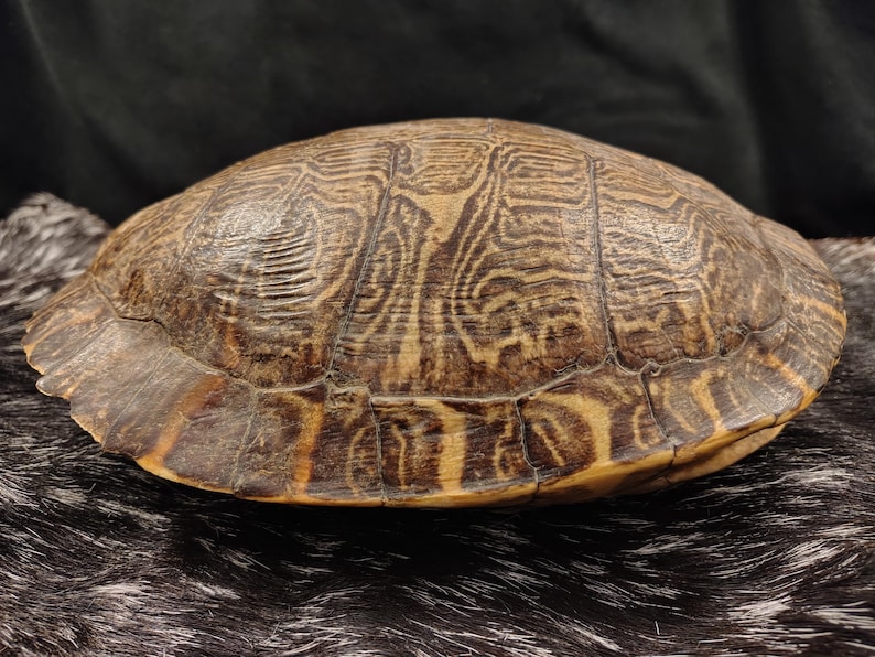 May include: A turtle shell featuring a complex, natural pattern of dark brown and tan lines across its surface. The shell has a smooth, curved dome shape with visible segmented plates and a textured, weathered appearance throughout the exterior.