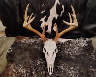 REAL RED DEER Antlers, Skull Elk Trophy Antlers - Natural