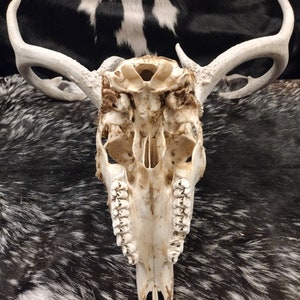 Whitetail Deer Skull With Antlers image 10