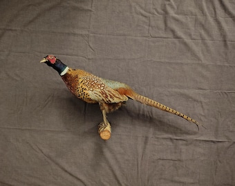 Pheasant Wall Mount