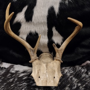 Partial Skull With Antlers