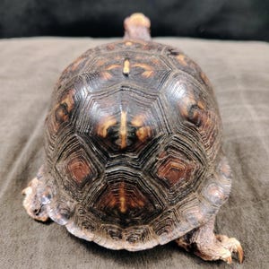 May include: A taxidermy box turtle with a high-domed, dark brown shell featuring intricate, radiating yellow and orange geometric patterns on each scute. The turtle is positioned facing away, showing its textured skin and sharp claws on its feet.
