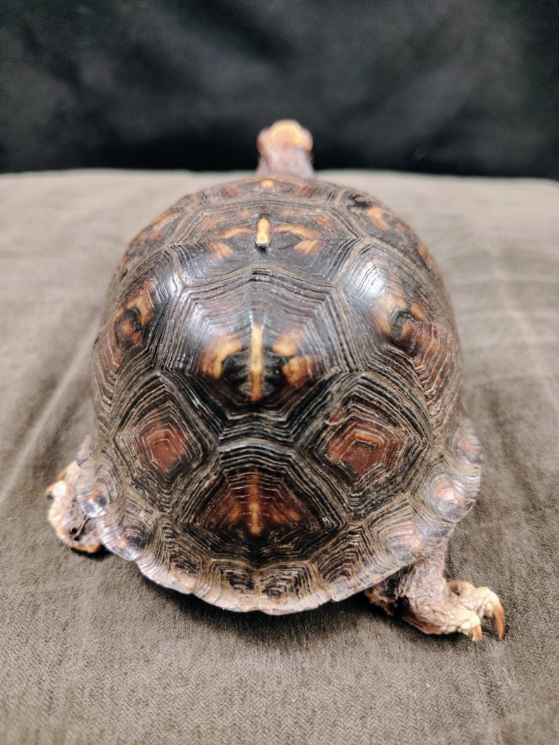 May include: A taxidermy box turtle with a high-domed, dark brown shell featuring intricate, radiating yellow and orange geometric patterns on each scute. The turtle is positioned facing away, showing its textured skin and sharp claws on its feet.