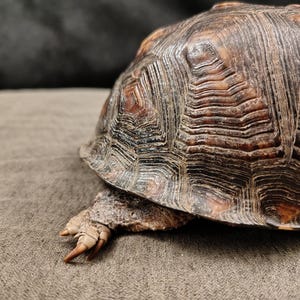May include: A turtle with a dark brown, textured, and ridged shell. The shell features intricate, layered patterns in shades of black and deep brown. A single leg with light brown skin and sharp, pointed claws extends from beneath the shell.