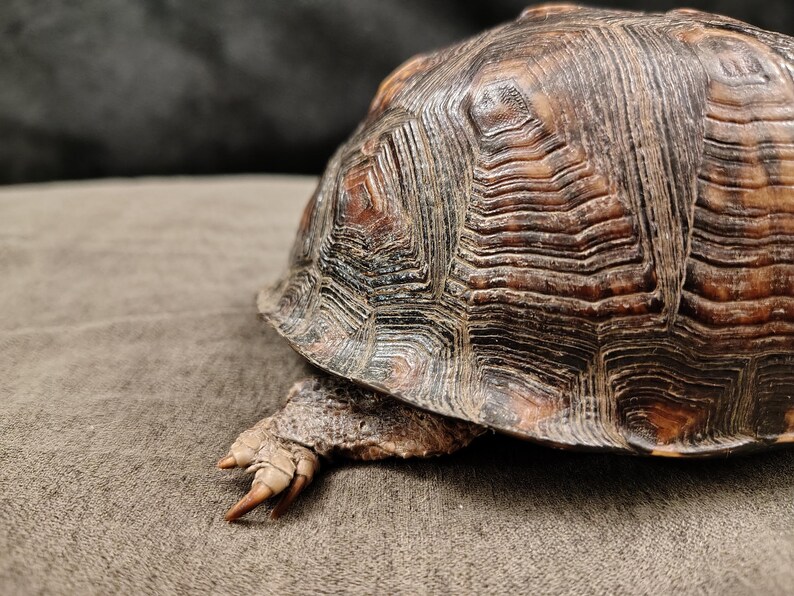 May include: A turtle with a dark brown, textured, and ridged shell. The shell features intricate, layered patterns in shades of black and deep brown. A single leg with light brown skin and sharp, pointed claws extends from beneath the shell.