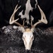 see more listings in the Whitetail Deer Skulls section