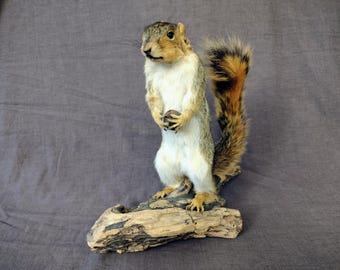 Fox Squirrel Mount