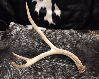 3 Point Mule Antler Shed
