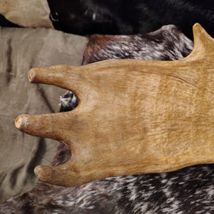 May include: A close-up of a large, light brown antler with a rough, textured surface. The antler is resting on a black and white patterned surface.