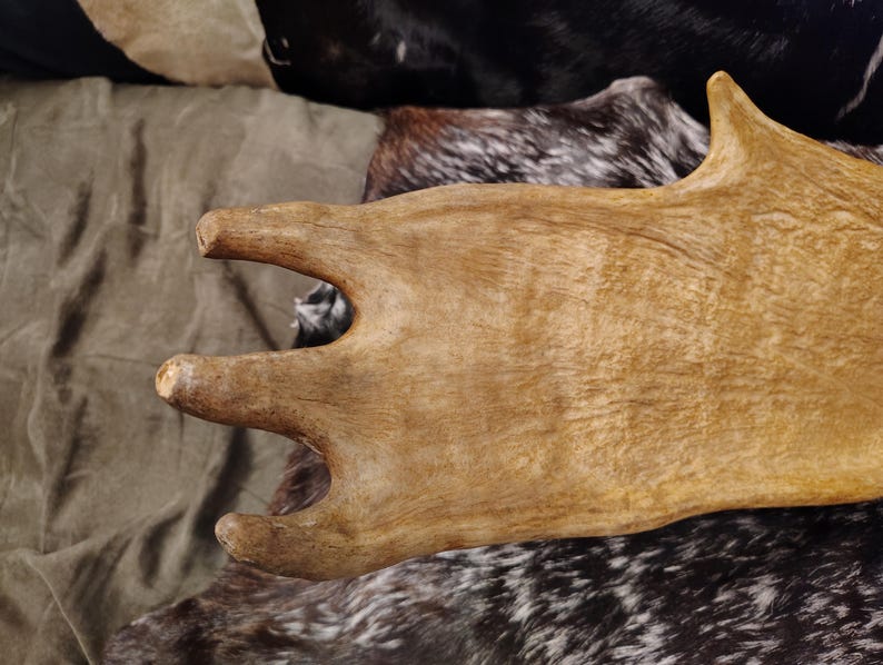 May include: A close-up of a large, light brown antler with a rough, textured surface. The antler is resting on a black and white patterned surface.