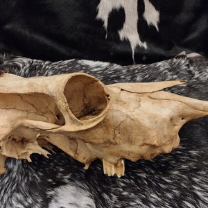 Cow Skull With Jaw Craft Grade image 4